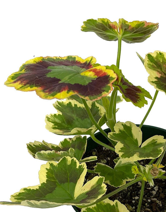 Geranium Fancy Leaf 'Mrs. Pollock' - The Garden Corner