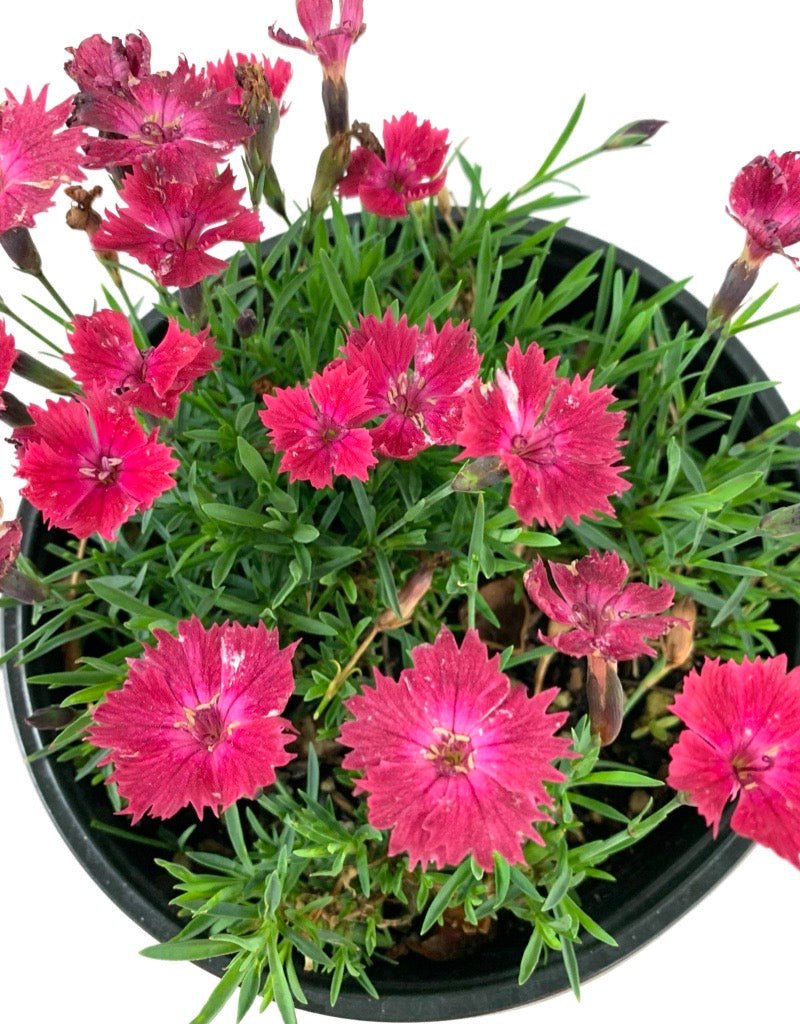 Dianthus gratianopolitanus 'Vivid Cherry Charm' - The Garden Corner