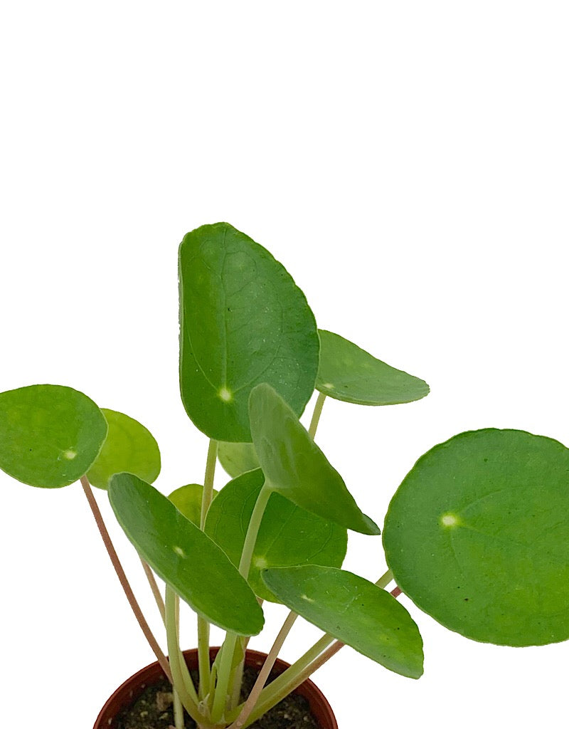 Pilea peperomioides