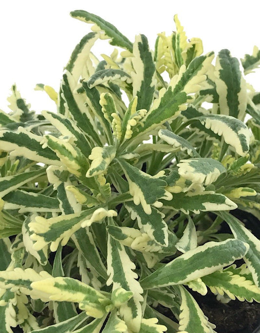 Lavandula allardii 'Meerlo' Quart - The Garden Corner