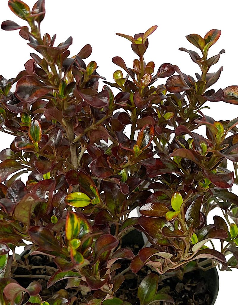 Coprosma 'Tequila Sunrise' 6 Inch - The Garden Corner