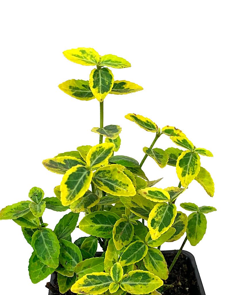 Euonymus fortunei 'Emerald n Gold' - The Garden Corner