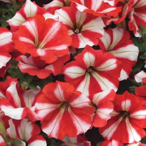 Petunia 'Hurrah Red' 4 Inch - The Garden Corner