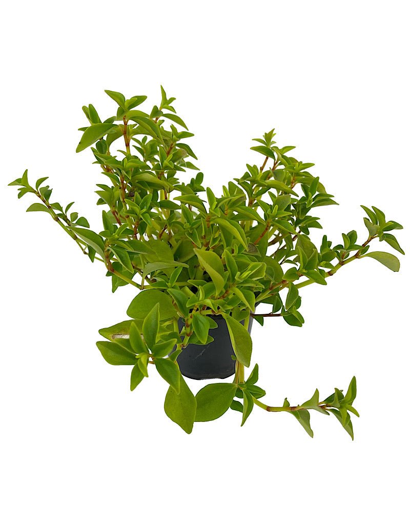 amigo plant succulent Peperomia 'Amigo Marcello' – The Garden Corner