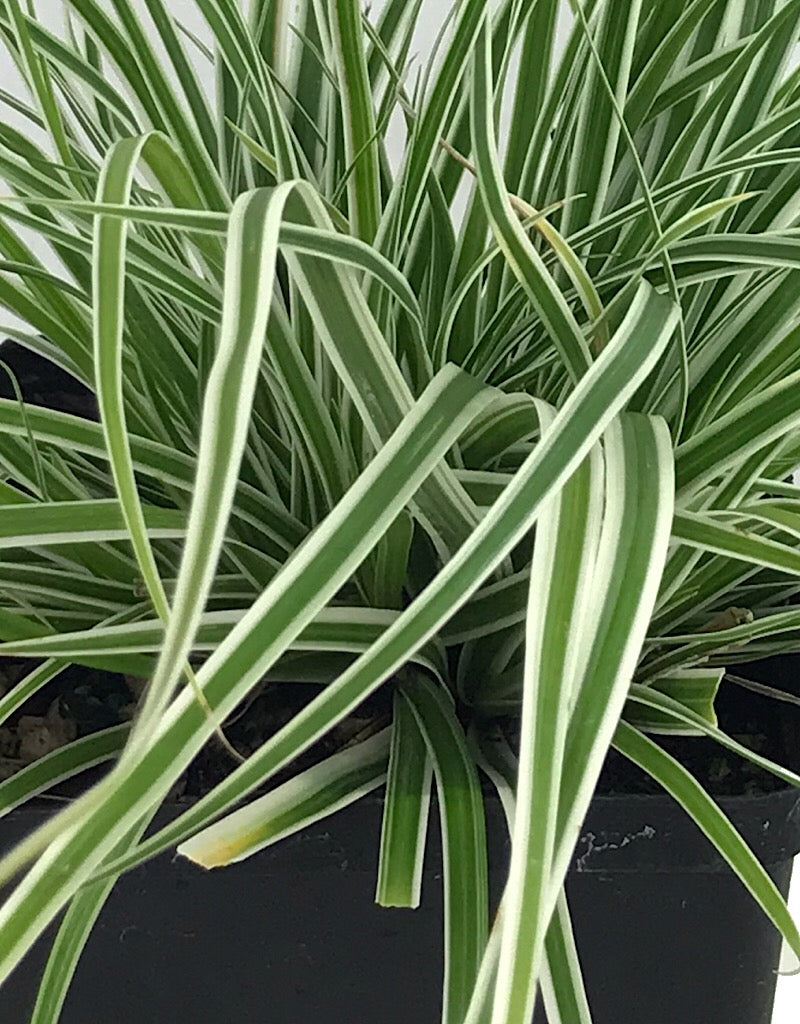 Carex 'Everest' Quart