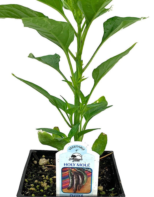 Pepper 'Holy Mole' 4 inch - The Garden Corner