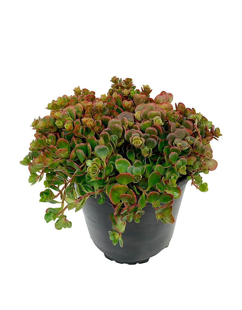 Sedum tetractinum 'Coral Reef'