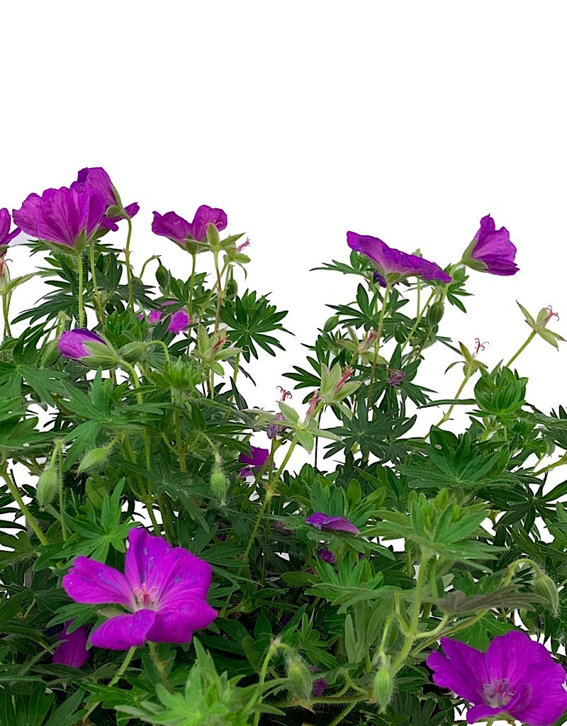 Geranium 'Max Frei' 1 Gallon