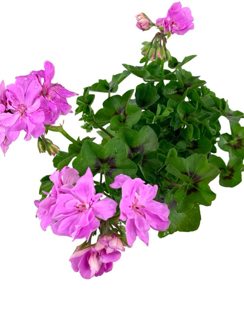 lavender geranium plant Ivy Geranium 'Precision Lavender Blue' – The Garden Corner