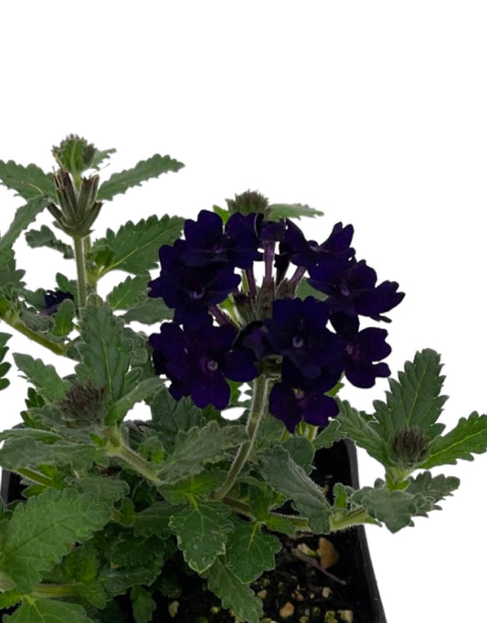 Verbena 'Lascar Black Velvet' - The Garden Corner