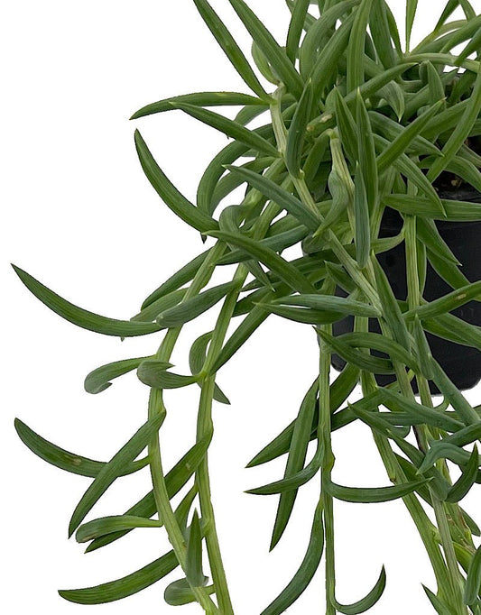 Senecio radicans 4 Inch - The Garden Corner
