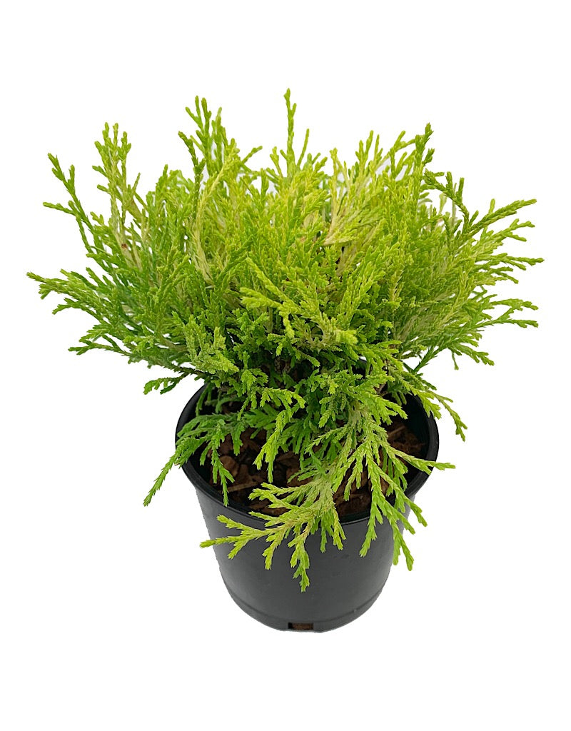 Chamaecyparis pisifera 'Golden Mop' 4 Inch