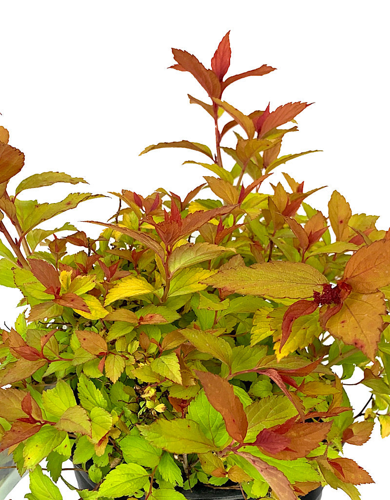 Spiraea japonica 'Magic Carpet'