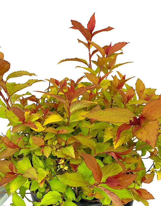 Spiraea japonica 'Magic Carpet' - The Garden Corner
