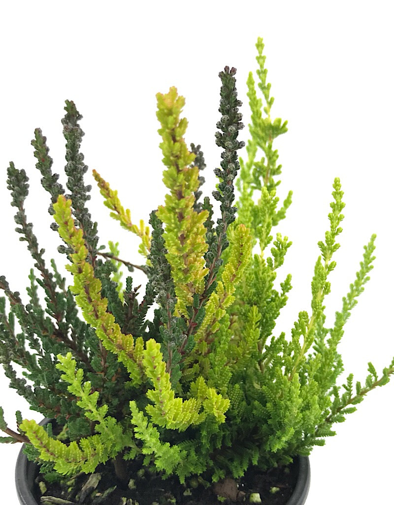 Calluna v. 'Zentastic' 4 inch