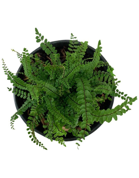 Asplenium trichomanes - The Garden Corner