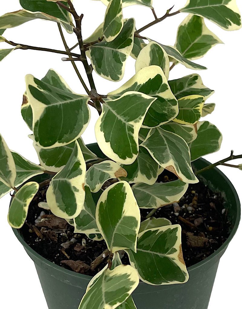 Ficus triangularis 'Variegated' 6 Inch - The Garden Corner