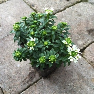Iberis s. 'Snow Cone' 4 inch