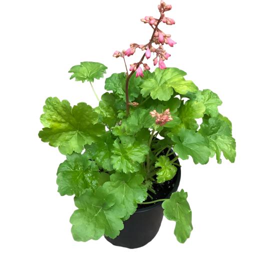 Heuchera 'Cutie Sweet Tart'- Quart - Perennials