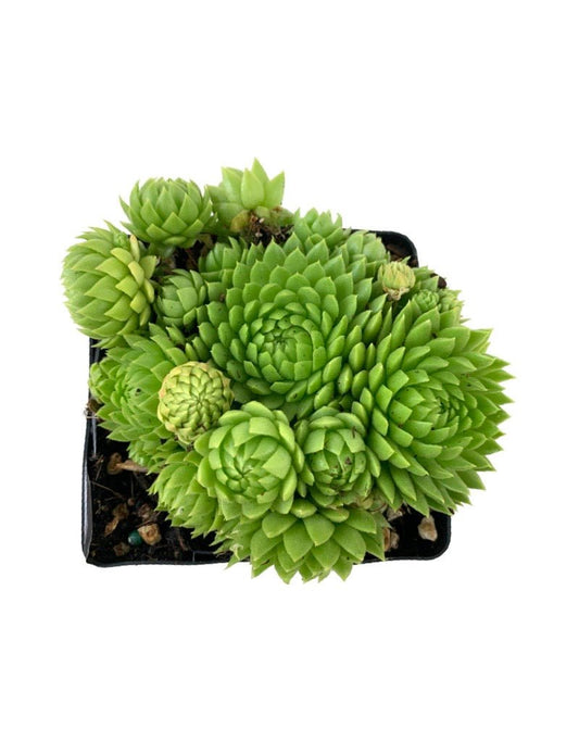 Sempervivum 'Chick Charms Key Lime Kiss' - The Garden Corner