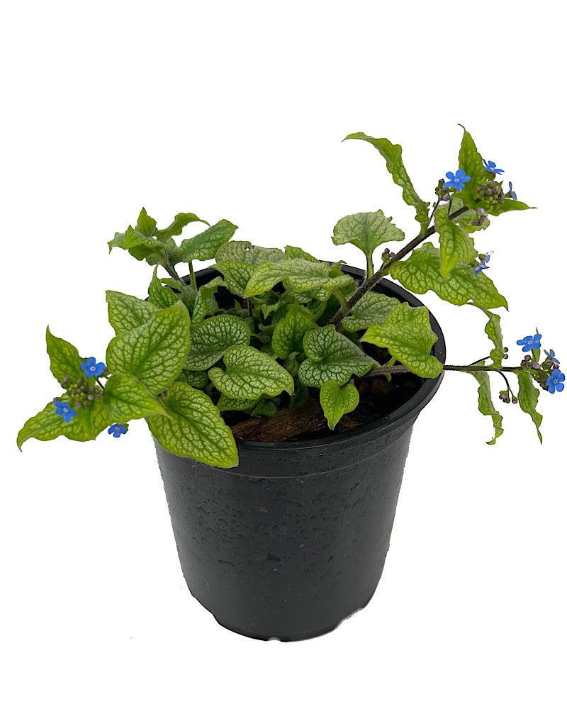 Brunnera macrophylla 'Jack Frost' - Perennials