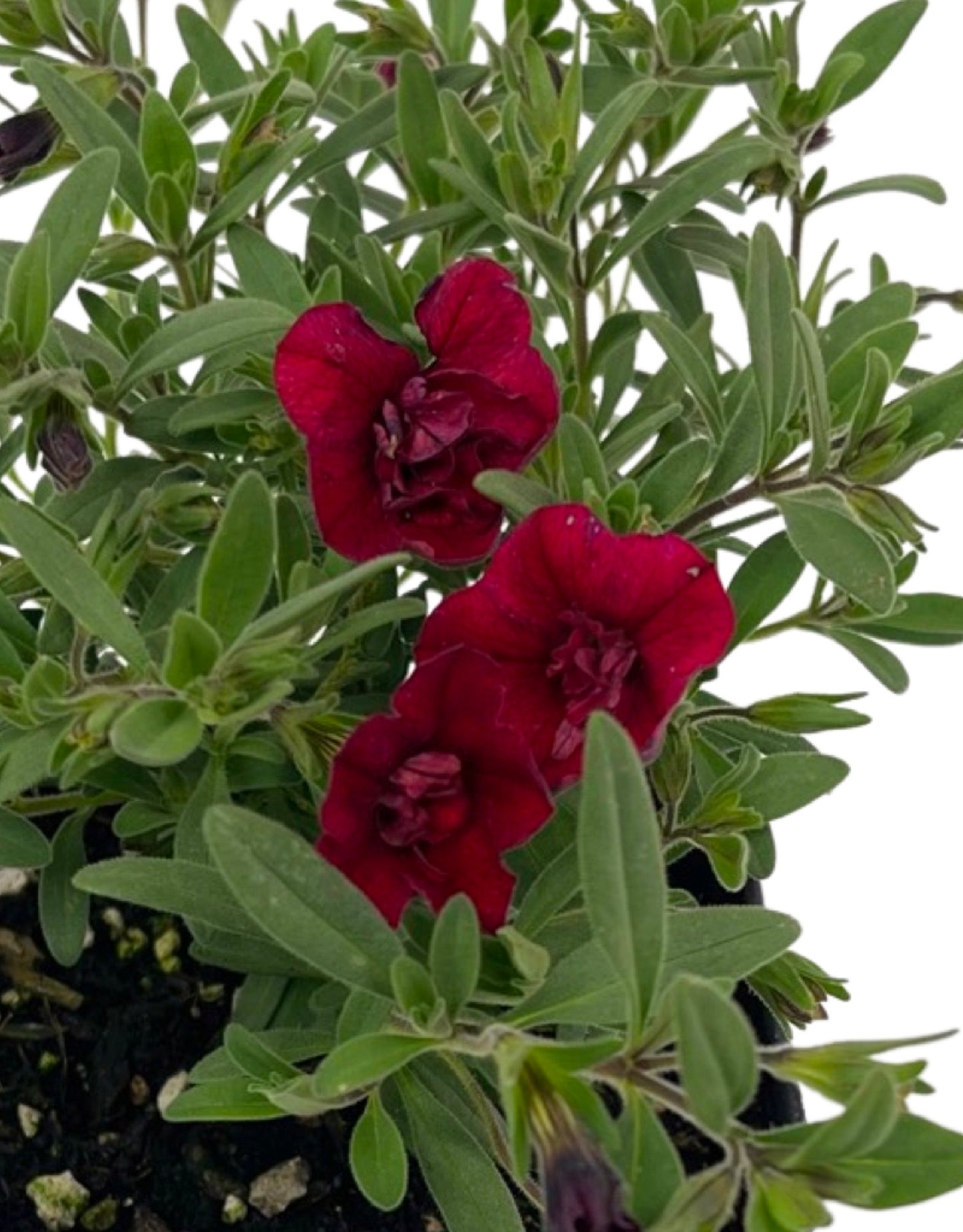 Calibrachoa 'Minifamous Double Red' - The Garden Corner