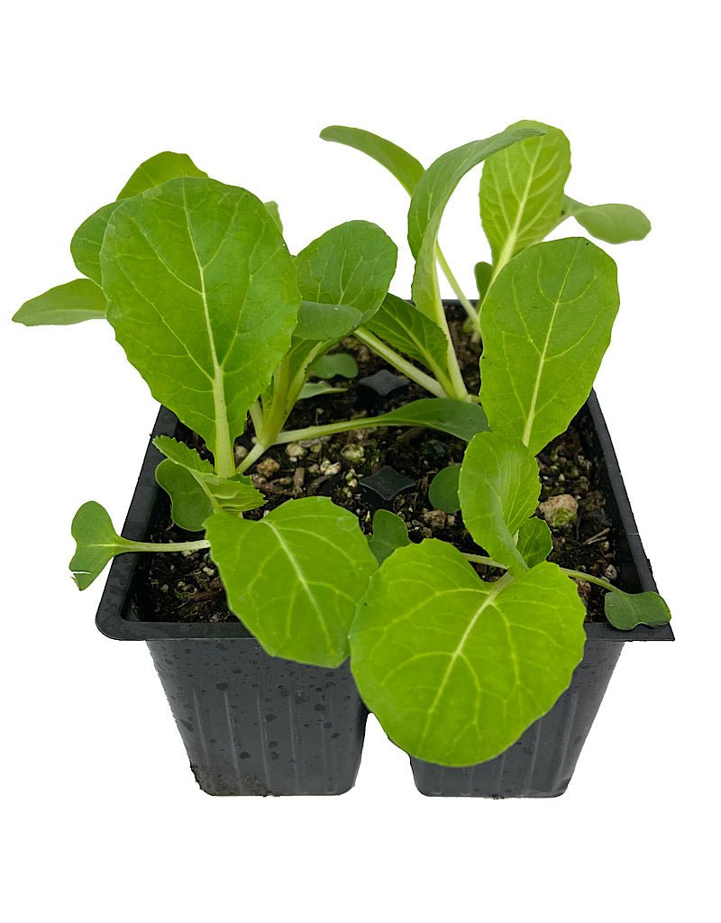 Specialty Greens 'Pak Choi Joi Choi' Jumbo Traypack - The Garden Corner