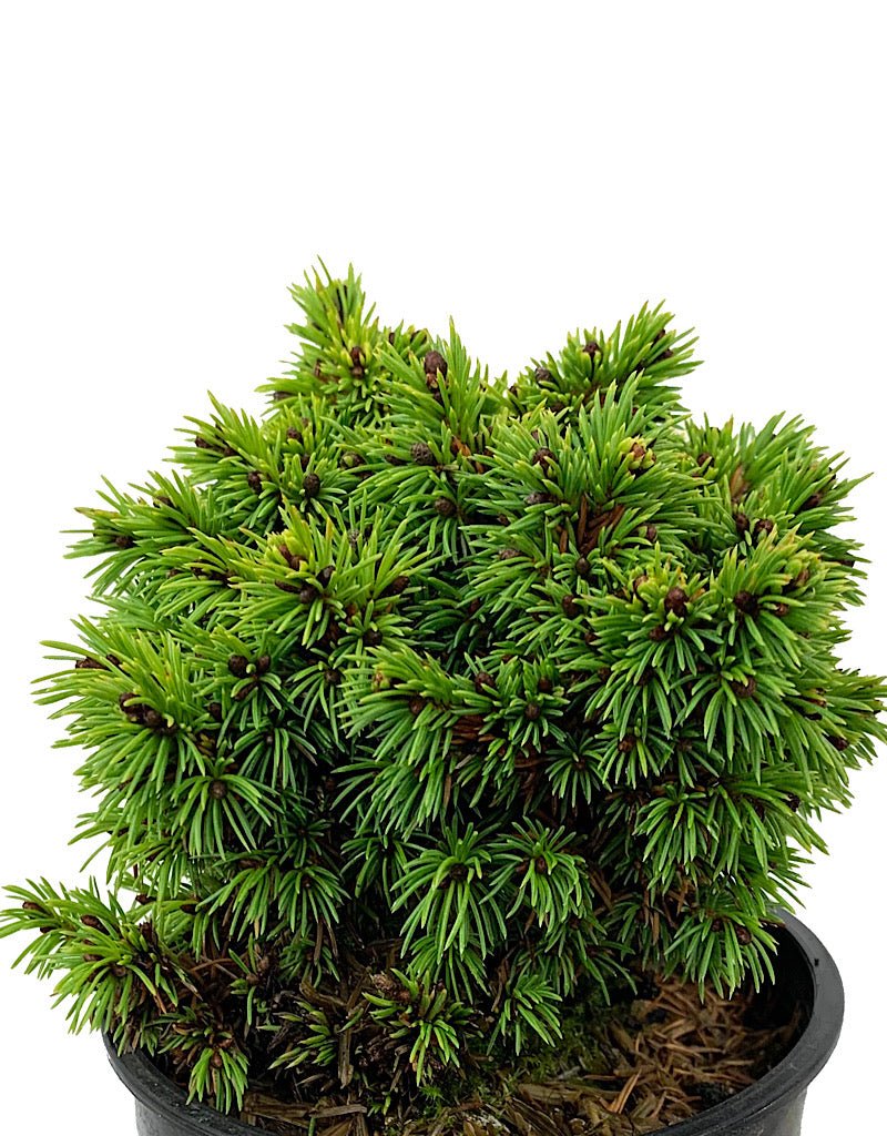 Picea glauca 'Elf' 4 Inch - The Garden Corner