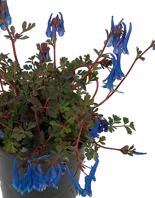 Corydalis 'Blue Heron' Quart - The Garden Corner
