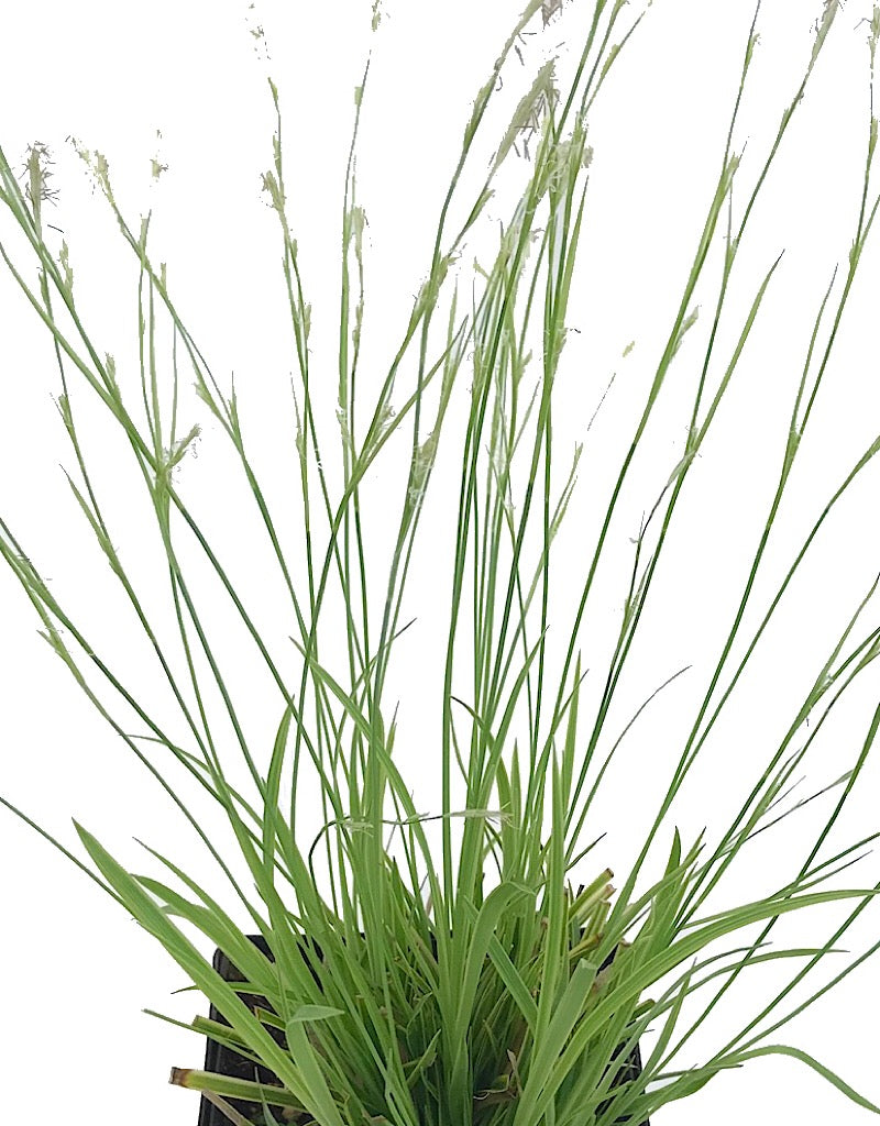 Carex 'Kaga Nishiki'- 4 inch
