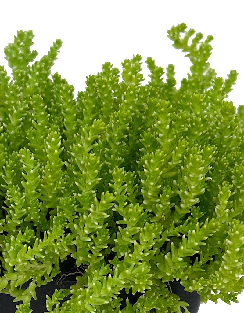 Sedum acre 'Aureum' - The Garden Corner