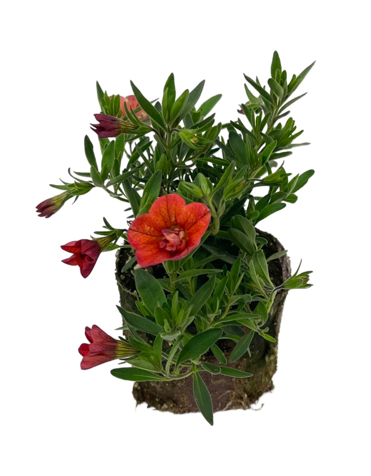 Calibrachoa 'Superbells Double Orange'