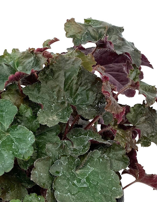 Heuchera 'Palace Purple' 1 Gallon - The Garden Corner