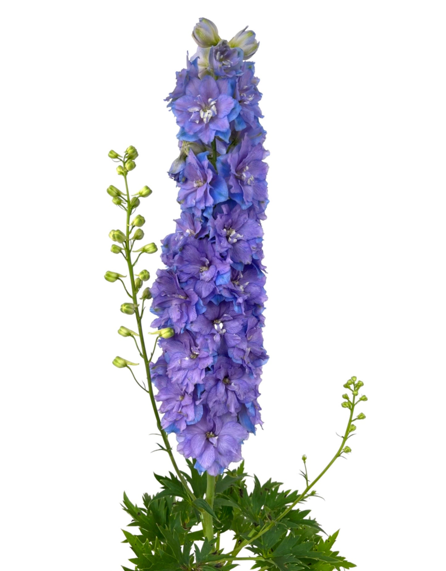 Delphinium 'DG Shelby' 1 Gallon - The Garden Corner