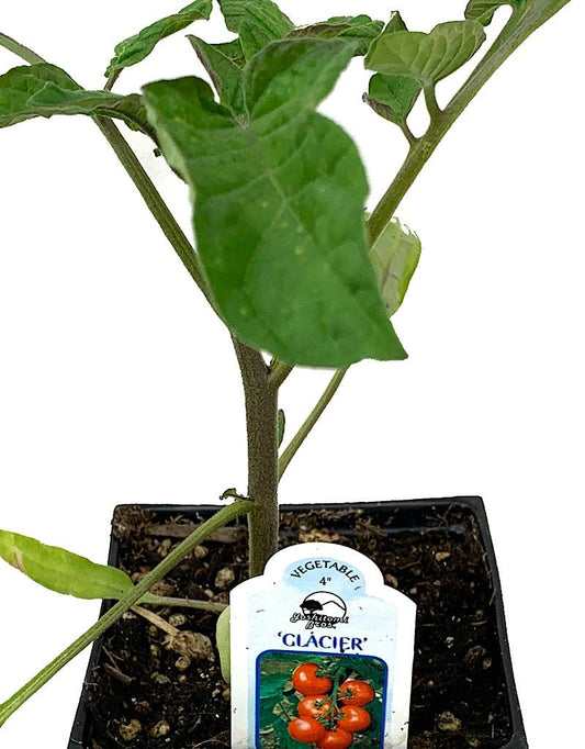 Tomato 'Glacier' 4 Inch - The Garden Corner