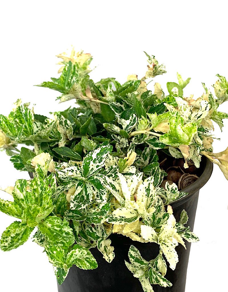 Euonymus 'Harliquin' 1 Gallon - The Garden Corner