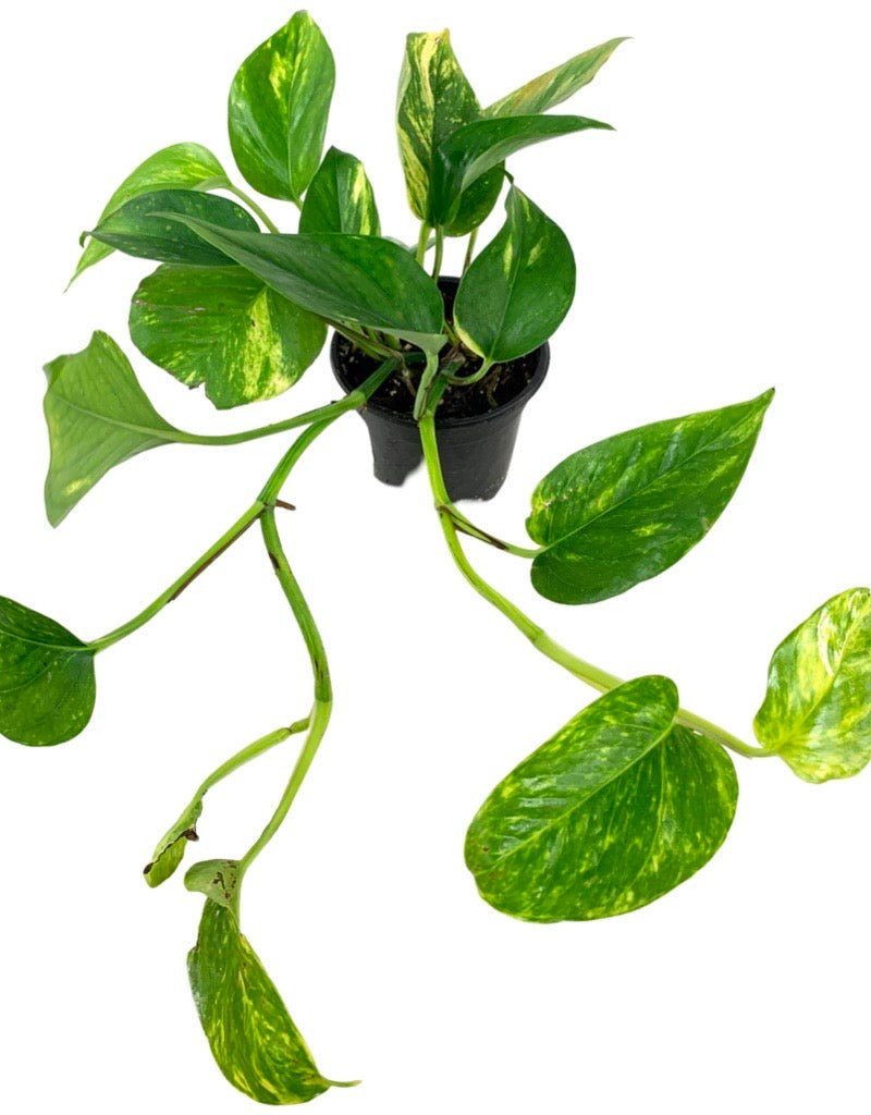 epipremnum aureum vs pothos Epipremnum aureum (Pothos) – The Garden Corner