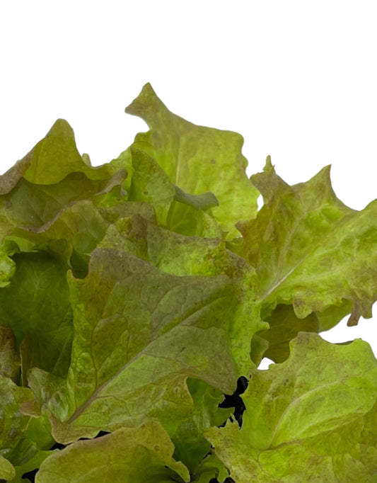 Lettuce 'New Red Fire' Jumbo Traypack - The Garden Corner