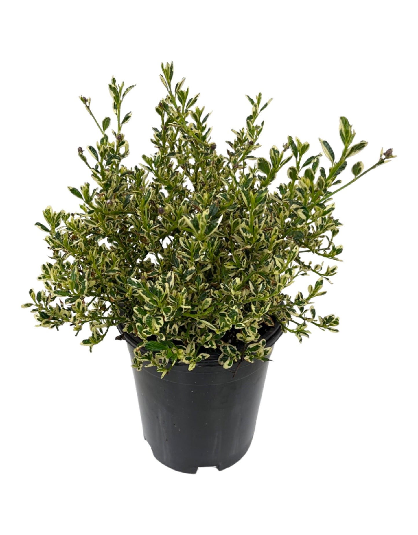 Ceanothus 'Cool Blue'