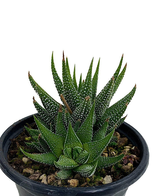 Haworthia fasciata Quart - The Garden Corner