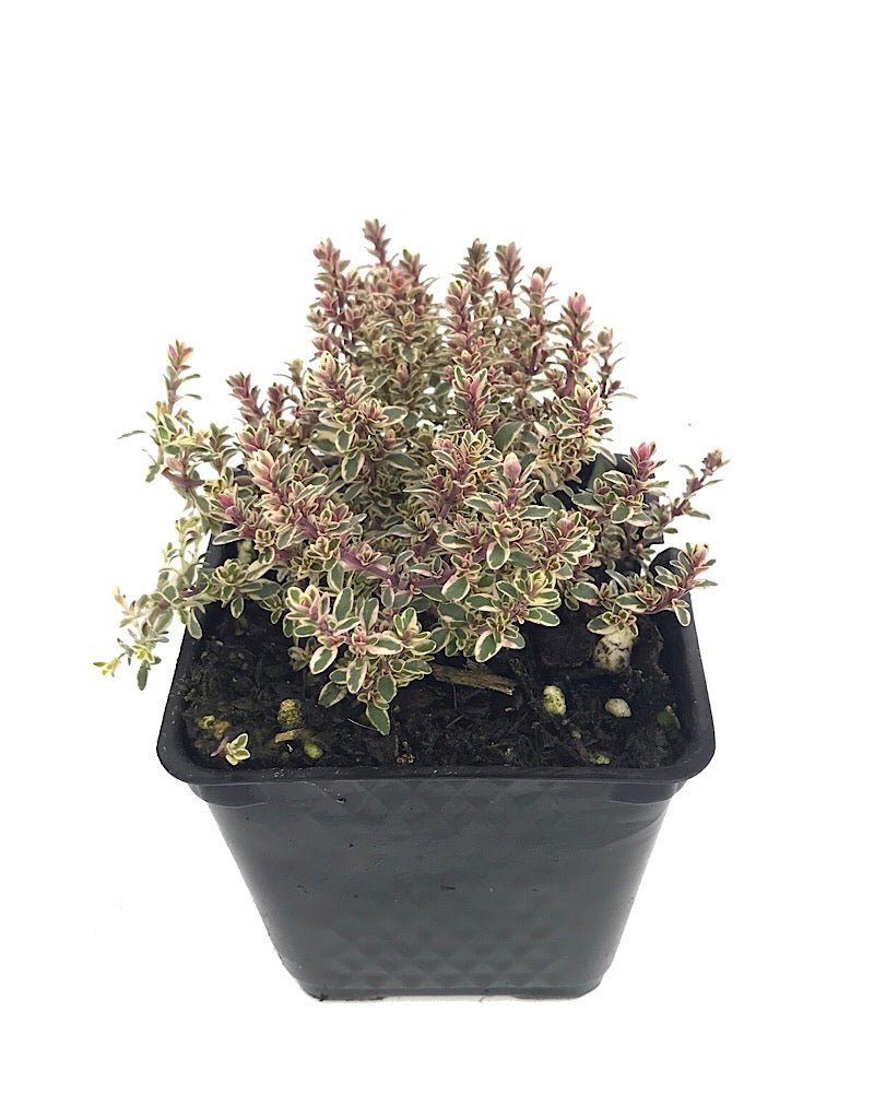 Thymus vulgaris 'Silver Posie' - Groundcovers