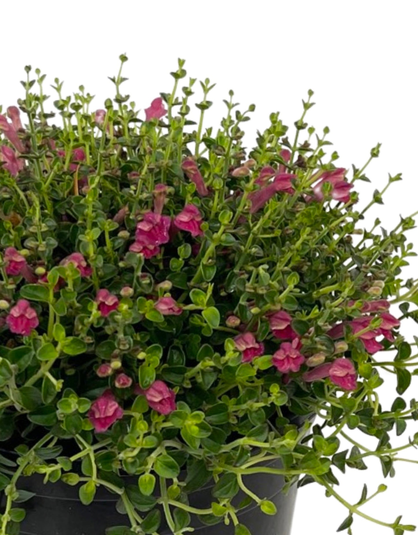 Scutellaria s. 'Pink Texas Skullcap' 1 Gallon - The Garden Corner