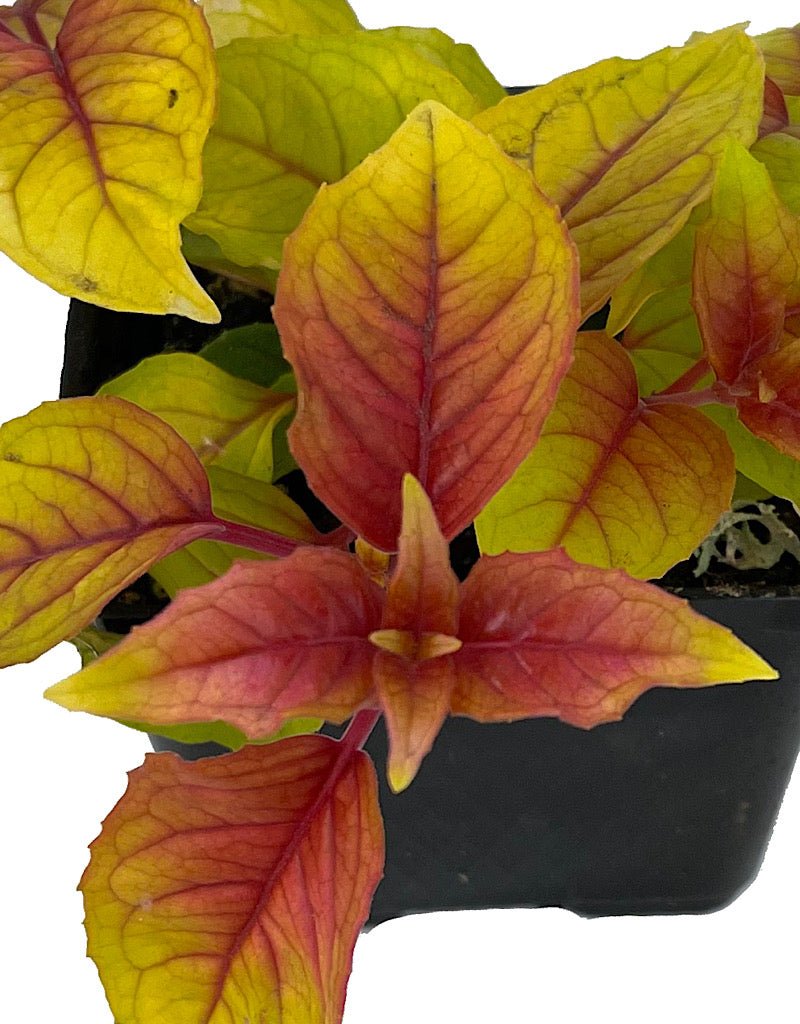 Fuchsia 'Autumnale' - The Garden Corner