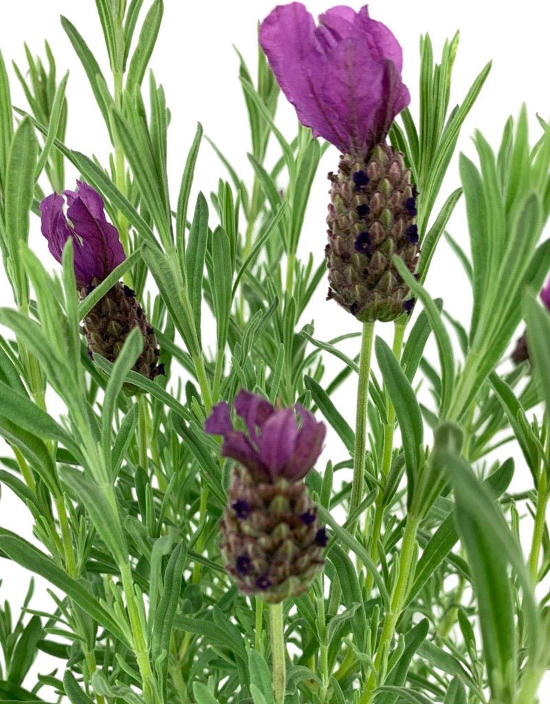 Lavandula 'Otto Quast' 1 Gallon - The Garden Corner