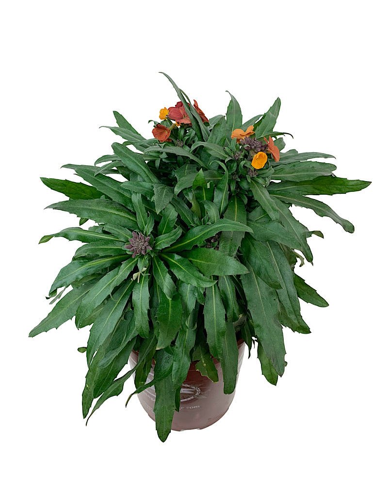 Erysimum 'Winter Party' - The Garden Corner