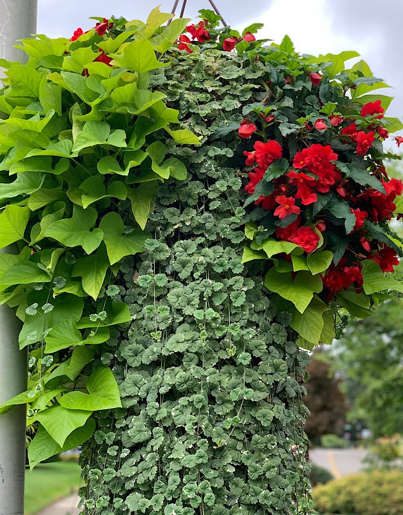 Our Passion Basket - Pre-Order - Annuals