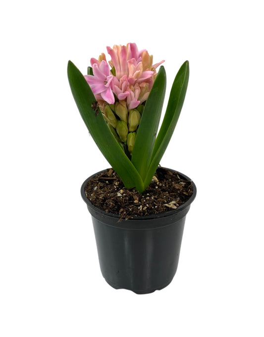 Hyacinth 'Pink Pearl' 4 Inch - The Garden Corner