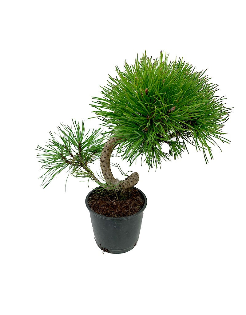 Pinus mugo 'Twisty' 4 inch