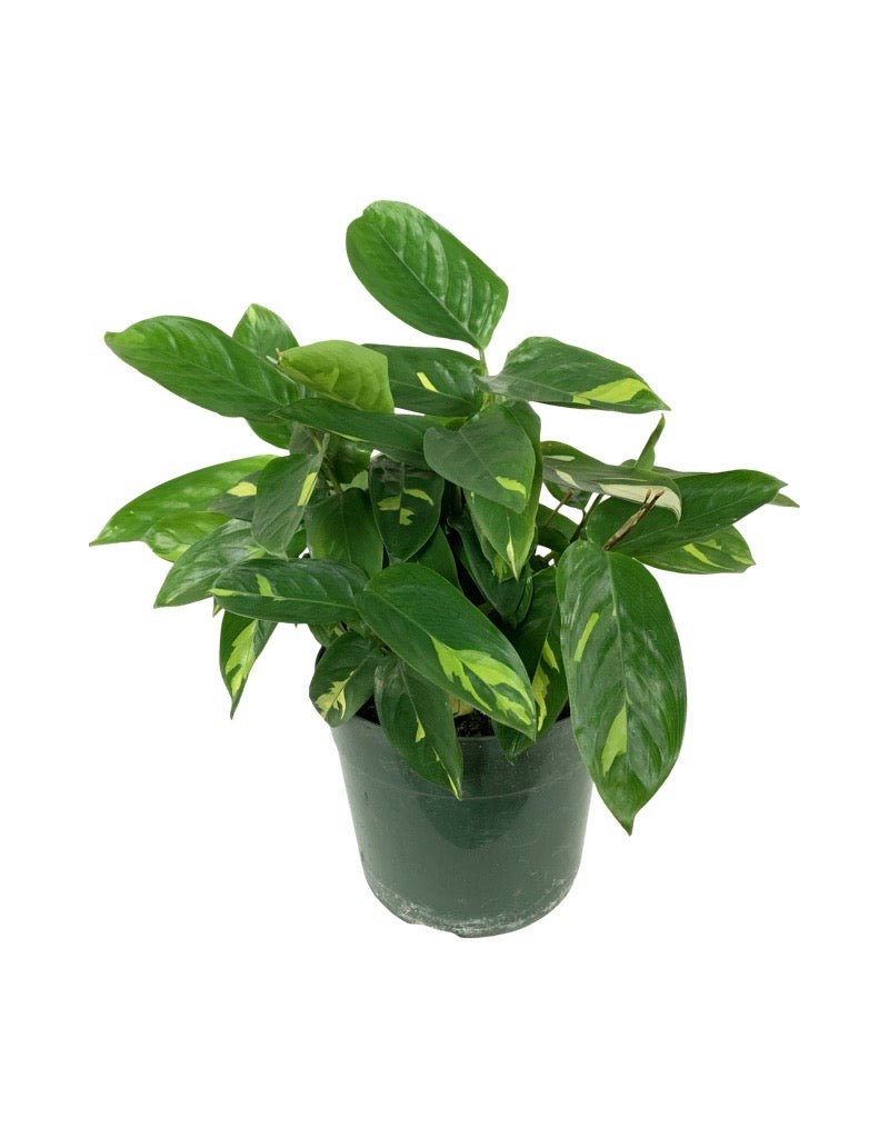 golden mosaic prayer plant Ctenanthe lubbersiana 'Golden Mosaic' – The Garden Corner