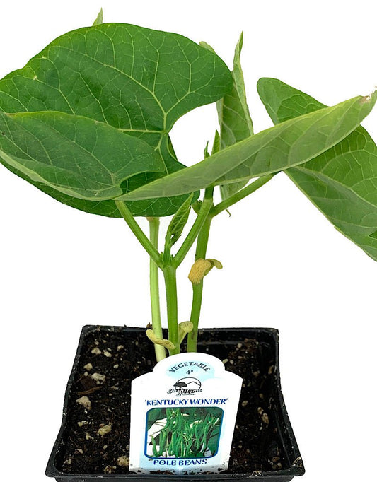 Pole Bean 'Kentucky Wonder' - The Garden Corner